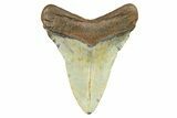 Fossil Megalodon Tooth - North Carolina #298946-1